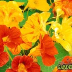 Nasturtiums