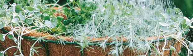 Time to Hang Those Hanging Baskets