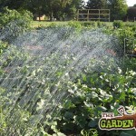 watering vegetables