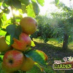 Cider Apples