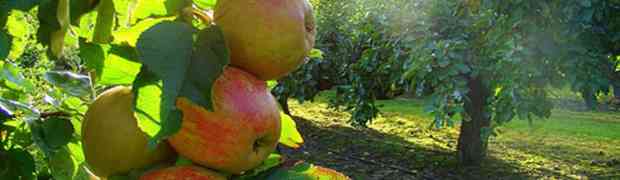 Apple Trees For Cider Production