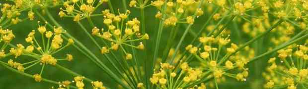 Using Companion Plants to Control Pests