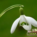 Galanthus Nivalis