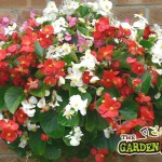 Hanging Basket