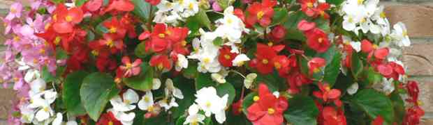 Making Your Own Hanging Basket Liners