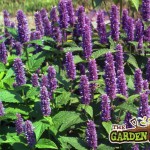 Hyssop