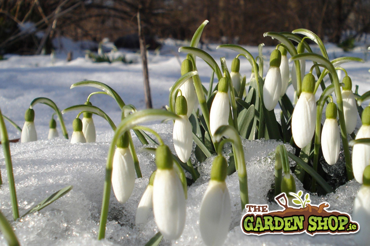 Snow drops in the Snow