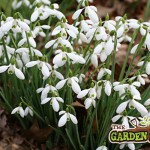 Snowdrop bulbs