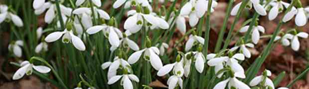 Snowdrop Bulbs Sowing Season is Fast Approaching