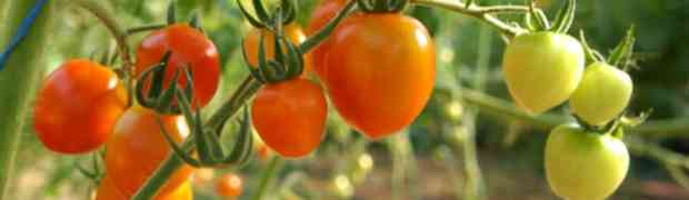 My Tomatoes Are Going Bananas!