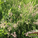 Wildflower GRASS