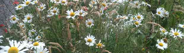 Second Year of a Wildflowers Meadow