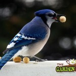 Bird Eating nuts