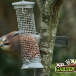 Bird and Feeder