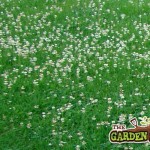 Clover in Lawns