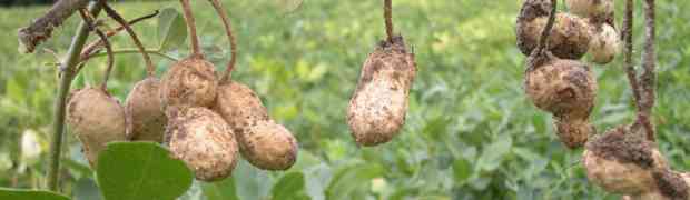 Bird Food - Peanuts Are Good For Your Garden Birds