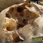 Slug damage to potatoes