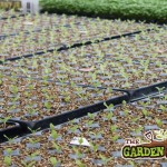 Vermiculite in Pots