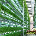 Vertical Hydroponics