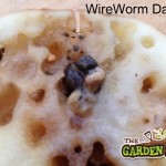 Wireworm damage to potatoes