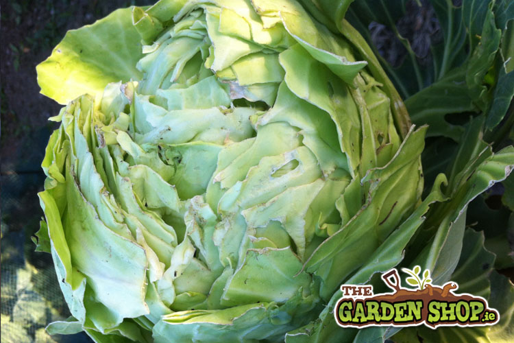 Cabbage splitting