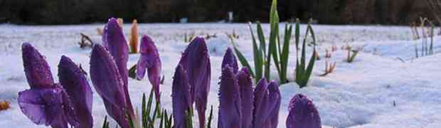 A Bag of Flower Bulbs for Spring Colour