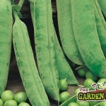 Pea Douce Provence