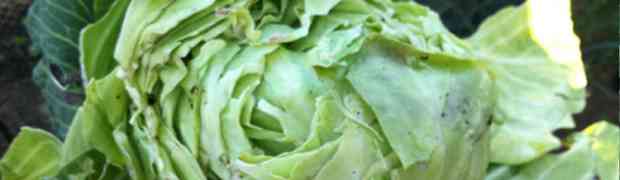 Splitting hairs Over Splitting Cabbage