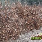 BareRoot Beech Hedging