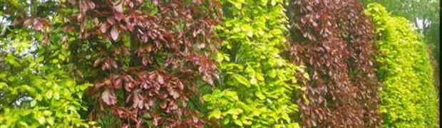 Beech Hedging Care & Maintenance