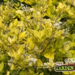 Golden Privet