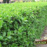 Ligustrum Ovalfolium
