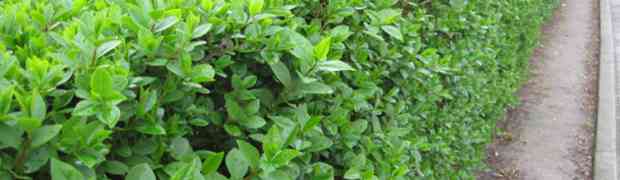 Growing a Privet Hedge in Cities