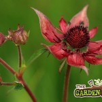 Marsh Cinquefoil