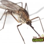 Mosquito