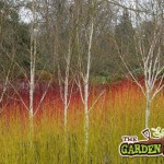 Birch with red and yellow