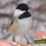 Bird in the Hand