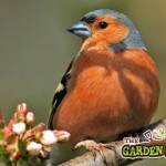 Chaffinch