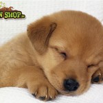 Cute Puppy