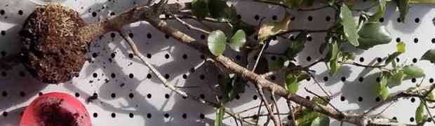 Cutting Globes Makes Hardwood Cuttings Easy