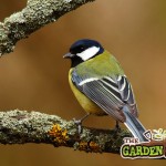 Great Tit