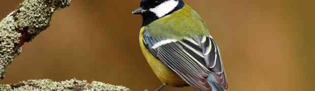 Bird Food Feeding Guide