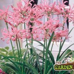 Nerine Flower