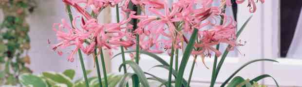 Nerine Bowdenii - Plant Profile