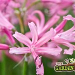 Nerine bowdenii