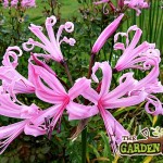 Pink Nerine