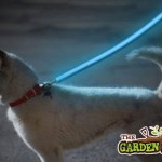 Reflective collar at Night