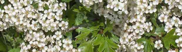 Whitethorn Hedging as a Boundary Plant