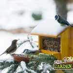 feeding birds in winter