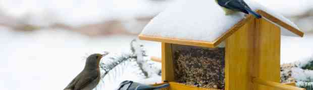 Bird Food getting more and more popular